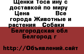 Щенки Тоса-ину с доставкой по миру › Цена ­ 68 000 - Все города Животные и растения » Собаки   . Белгородская обл.,Белгород г.